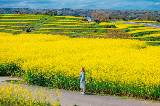 Mùa hoa cải lấp lánh