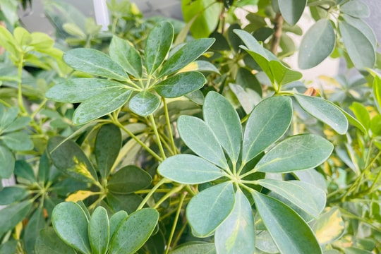 Ý nghĩa phong thủy của cây ngũ gia bì