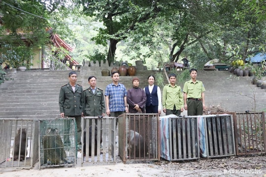 Bàn giao 7 cá thể khỉ nuôi nhốt cuối cùng ở Kinh Môn