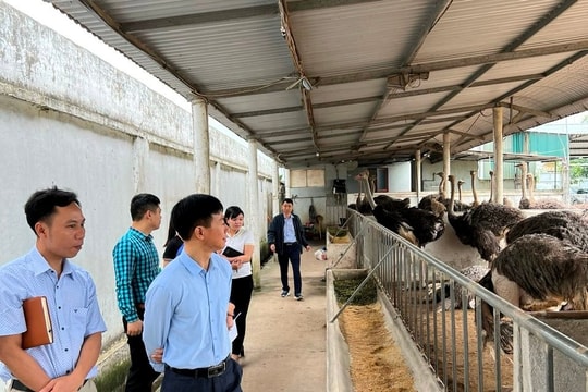 Người nuôi đà điểu thu lãi 1,8 triệu đồng/con/năm