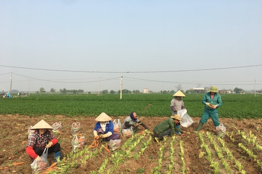 Vụ đông bền vững