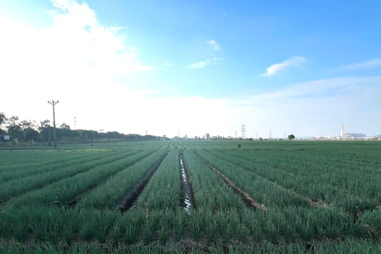 Có nên điều chỉnh cụm công nghiệp Thăng Long?