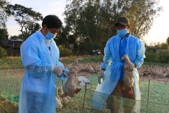 Ngăn chặn cúm gia cầm xâm nhập vào Việt Nam, lây nhiễm sang người