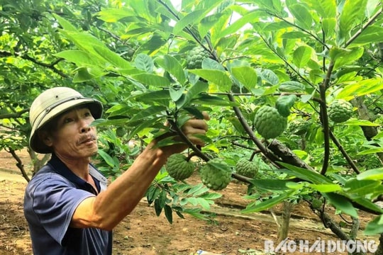 Na đông Chí Linh được giá