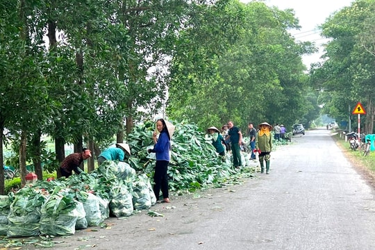 Lấn chiếm đường 91B làm điểm tập kết rau