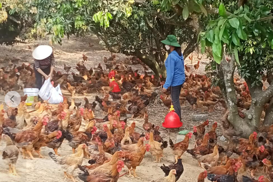 Chí Linh còn 11 hộ nghèo dân tộc thiểu số