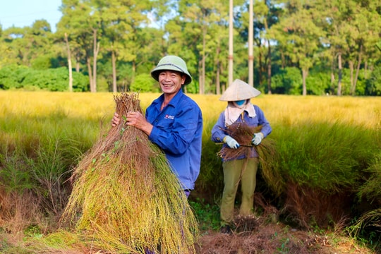 Bãi rễ Côn Sơn vào mùa thu hoạch