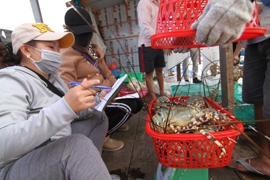 Hỗ trợ tiêu thụ tôm hùm của Khánh Hòa