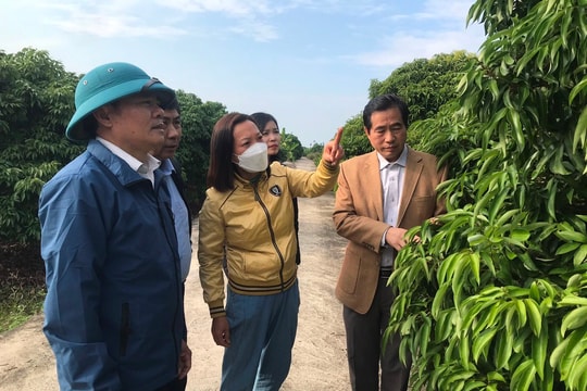 Lo mất mùa vải sớm vì ít lạnh 