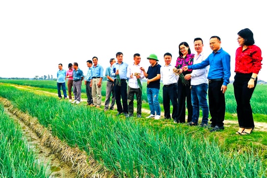 Tìm giải pháp nâng cao chuỗi giá trị cây vụ đông