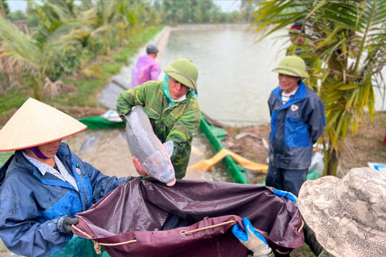 Nông dân Hải Dương mong chờ vụ cá Tết
