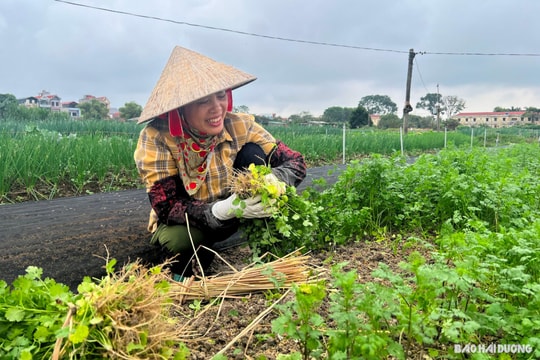 Giá rau gia vị ở xã Phạm Kha giảm mạnh