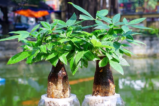 Cách chọn cây trồng phong thủy hợp mệnh