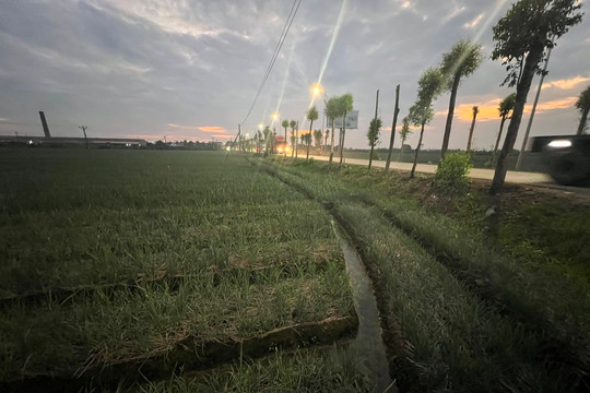 Điện chiếu sáng ảnh hưởng cây hành ở xã Thăng Long