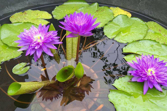 Ý nghĩa phong thủy của hoa súng