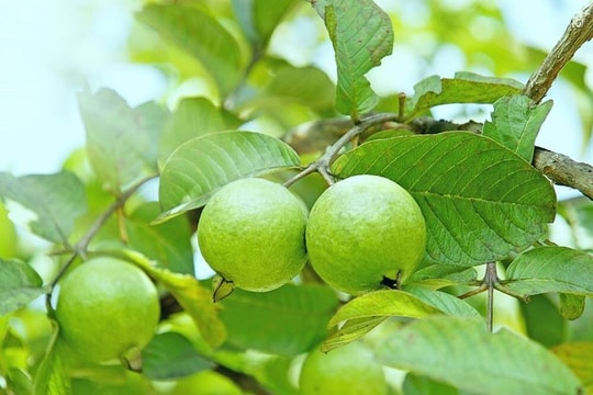 Có nên trồng cây ổi trước nhà?