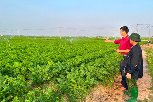 Hải Dương - Ngôi sao vụ đông