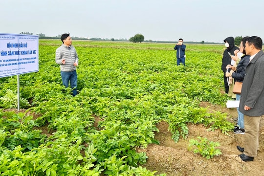 Khoai tây KT7 kháng bệnh mốc sương có thể cho lãi 3-3,5 triệu đồng/sào