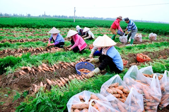 Làm theo lời Bác, Hải Dương không ngừng phát triển cây vụ đông