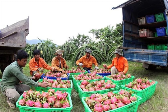 Gần 7.000 mã số vùng trồng được cấp để xuất khẩu quả tươi