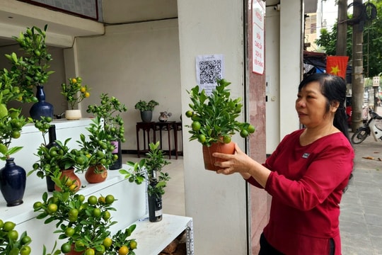 Bày bán sớm quất bonsai loại nhỏ chơi Tết