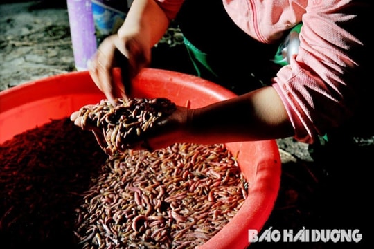Sản lượng rươi An Thanh lớn nhất từ trước đến nay