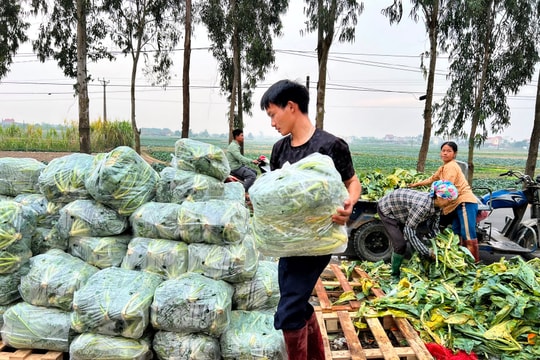 Nông dân Hải Dương tất bật vụ đông