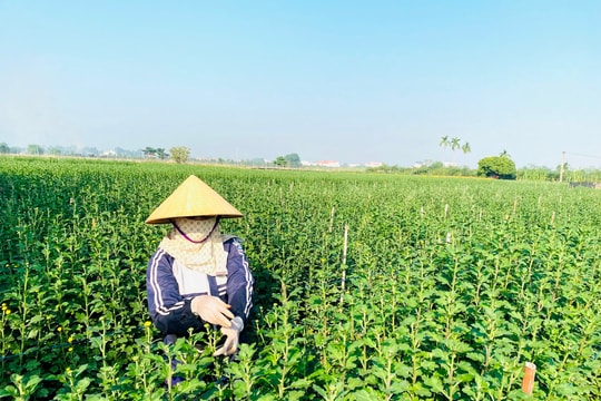 Nông dân Kim Đính thấp thỏm vụ hoa Tết
