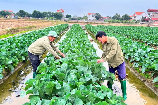 Rau vụ đông dồi dào, sẵn sàng chờ Tết