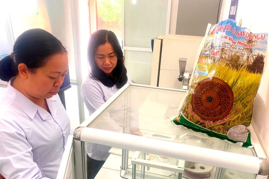 Giống lúa chịu ngập SHPT3 bán chạy gấp đôi