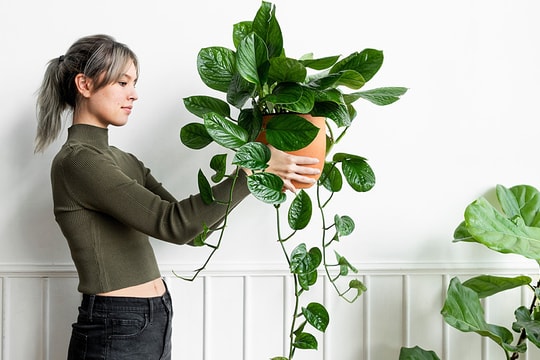 Ba loại cây giúp giảm căng thẳng ở văn phòng