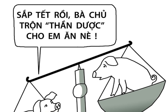 Lợn ăn "thần dược" 