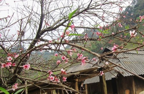 Mùa xuân lên đỉnh Pà Cò 