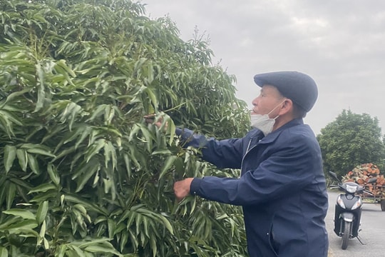 Vải u trứng trắng Thanh Hà ra hoa đạt 90%