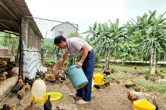 Phòng bệnh cúm gia cầm dịp Tết Nguyên đán