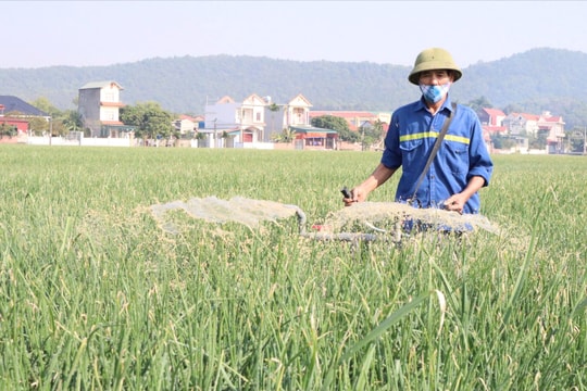 Cây hành mang lại nguồn thu nhập khá cho người dân Hiệp Hòa