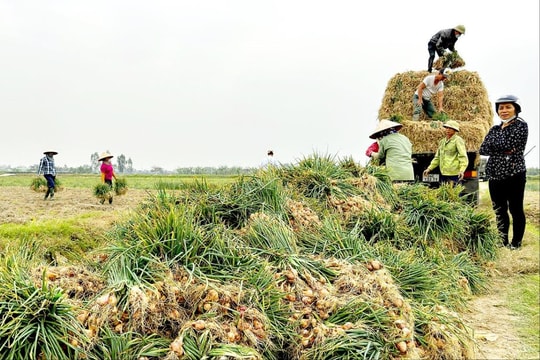 Nông dân Nam Sách phấn khởi vì hành được giá