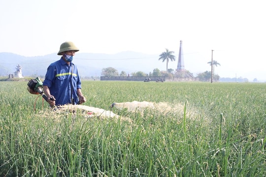 Hội xuân hành, tỏi Kinh Môn lần đầu tiên diễn ra từ ngày 26-30/1