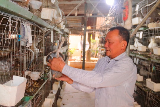 Ông Đức làm giàu từ nuôi chim bồ câu