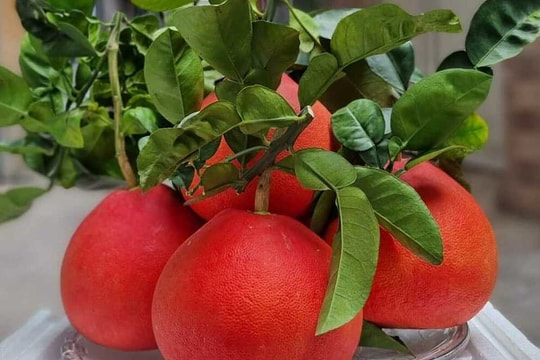 Gần nửa triệu đồng cặp bưởi đỏ "tiến vua" dịp Tết