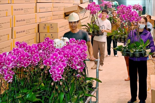 Nhà vườn trồng lan ở Gia Lộc tất bật vào vụ Tết