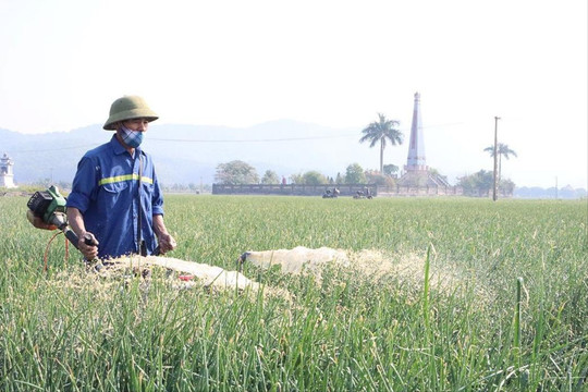 Hội xuân trải nghiệm thu hoạch hành tỏi Kinh Môn sẽ tổ chức sớm hơn dự kiến