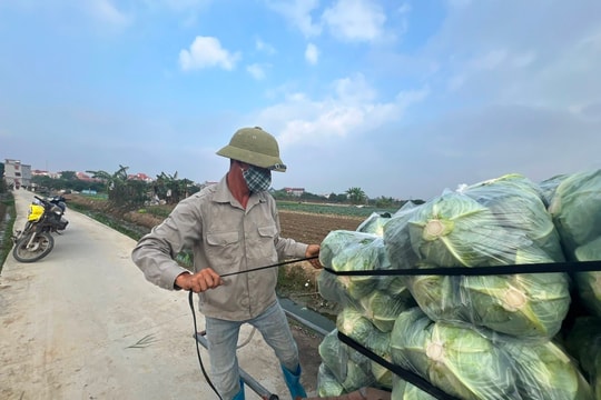 Giá rau cải bắp xuống thấp nhất từ đầu vụ