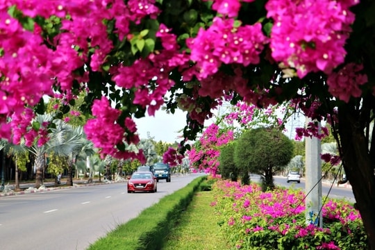 Con đường hoa giấy đẹp mê hồn trên dải phân cách cửa ngõ Vũng Tàu