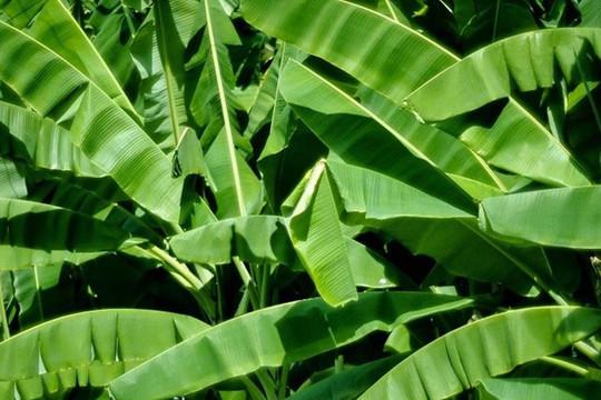 Lá chuối được bán ra nước ngoài giá nửa triệu đồng/kg