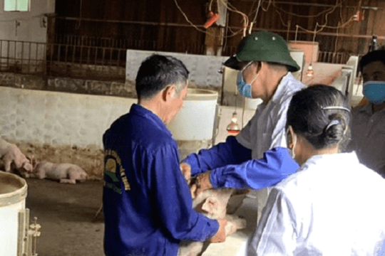 Phòng chống dịch tả lợn châu Phi trong dịp Tết Nguyên đán 2024
