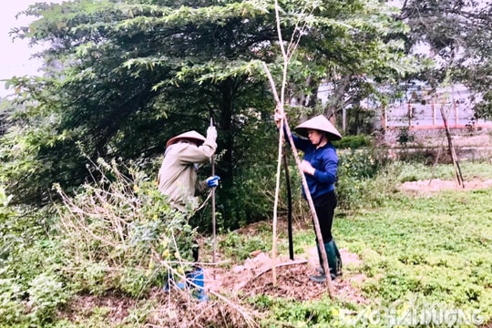 Hội phụ nữ TP Chí Linh trồng hơn 5.000 cây xanh
