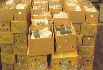 Số lượng ma túy thu giữ tại cảng Antwerp (Bỉ) cao kỷ lục