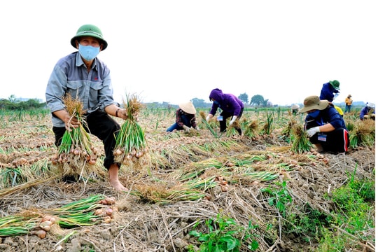 Kỳ vọng từ Lễ hội thu hoạch hành, tỏi Kinh Môn 