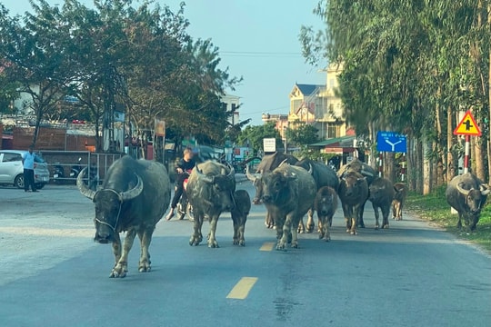 Đàn trâu "trình diễn" trên đường 390B